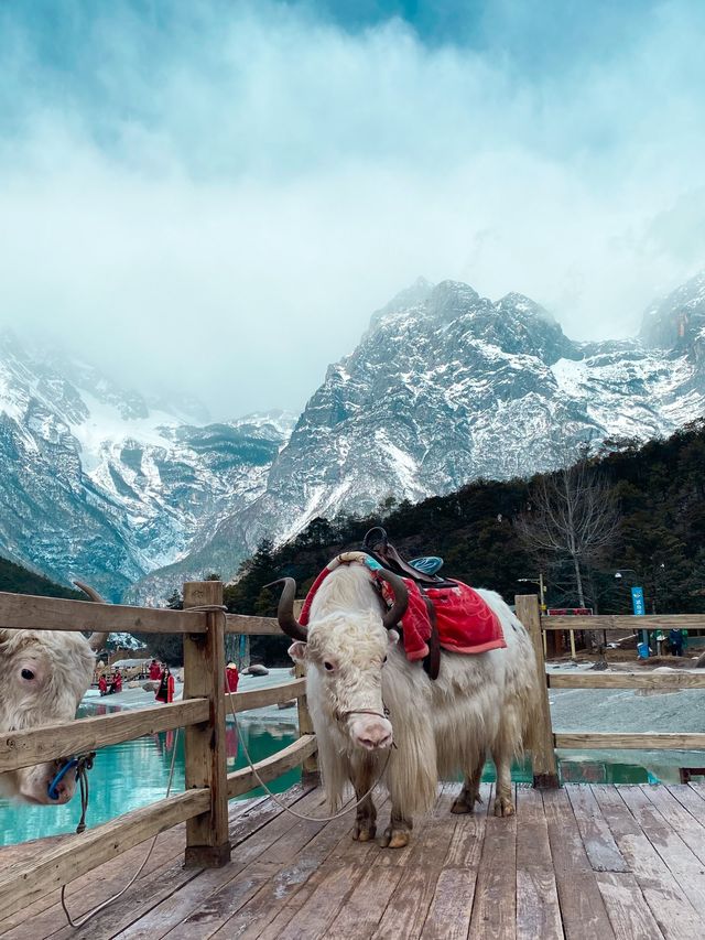 Blue Moon Valley + Jade Dragon Snow Mountain