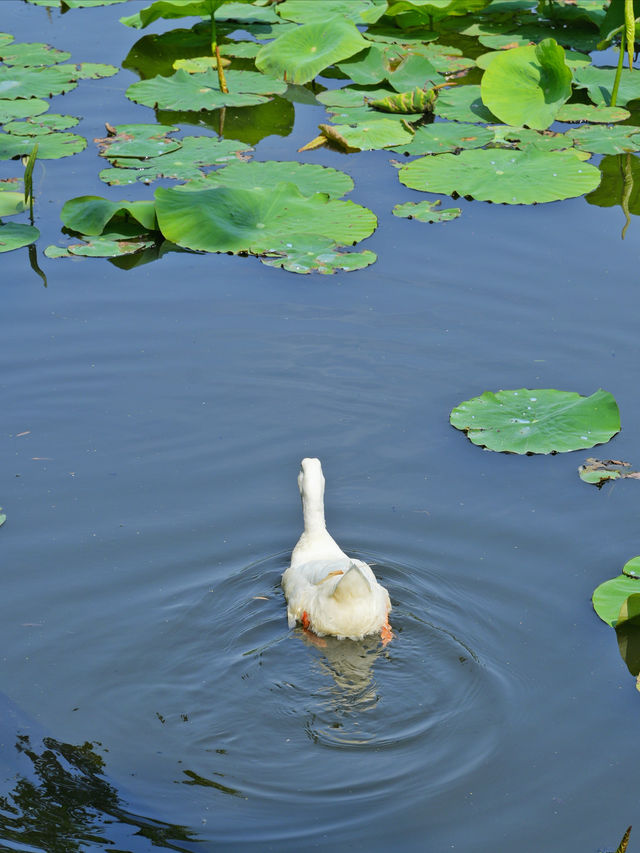 In Kunming, you can always trust the romance of Green Lake Park.