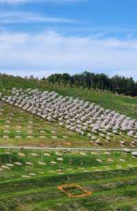 Enjoy the flowers at Canberra Arboretum.