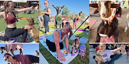 Goat Yoga Dallas! | Harwood Park