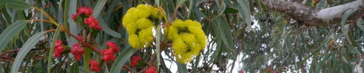 Australian Plants Expo 2024 | Eltham Community and Reception Centre