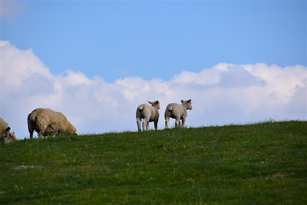 Meet the Sheep Family Walk at Pegsdon | Pegsdon Hills and Hoo Bit Nature Reserve
