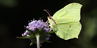 Wilder Kent Experiences: Evening Wildlife at Tyland Barn | Tyland Barn