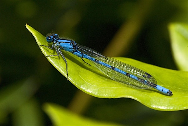 Glen Moss guided walk | Glen Moss Wildlife Reserve
