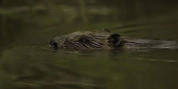 Beaver Ecology and Field Signs | Kingcombe Visitor Centre