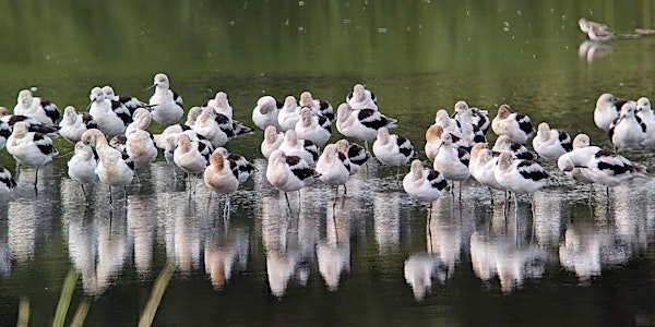 Bombay Hook Shorebirding | Bombay Hook National Wildlife Refuge Visitor Center