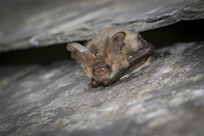 Family Bat Walk | Carsington Water