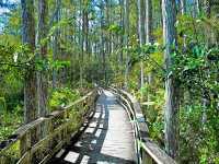 Audubon Corkscrew Swamp Sanctuary