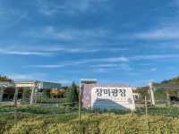 황화 코스모스가 활짝 핀 올림픽 공원 ‘들꽃마루’