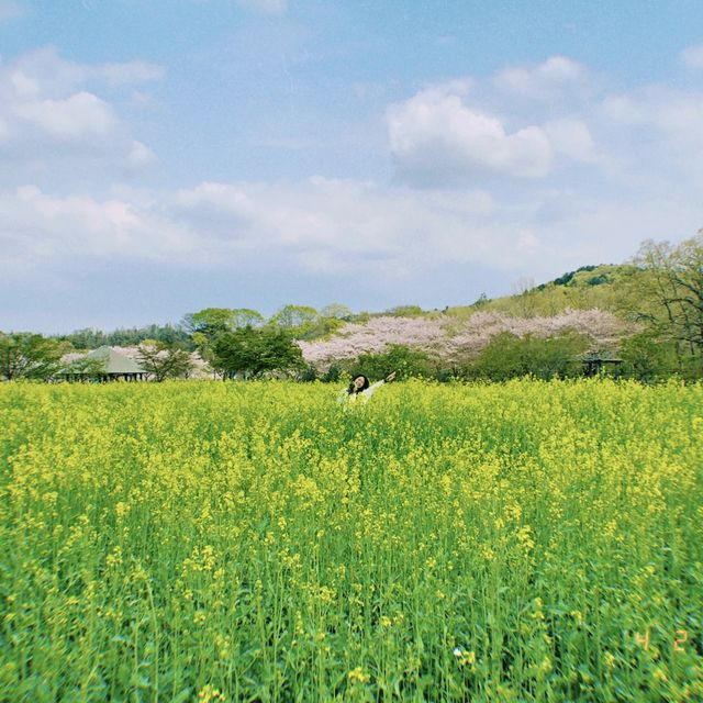 【埼玉観光】桜と菜の花のコントラストは最高。