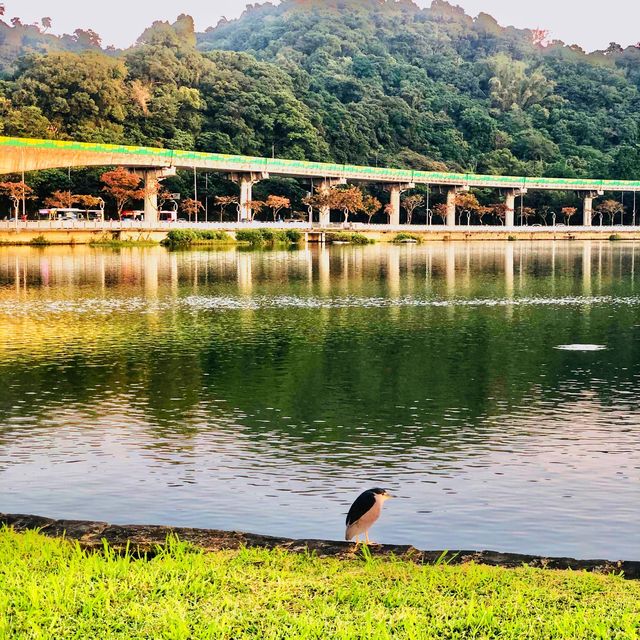 浪漫悠閒好去處💕大湖公園 Dahu Park🦢🕊