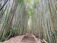 阿里山石棹步道群-茶之道