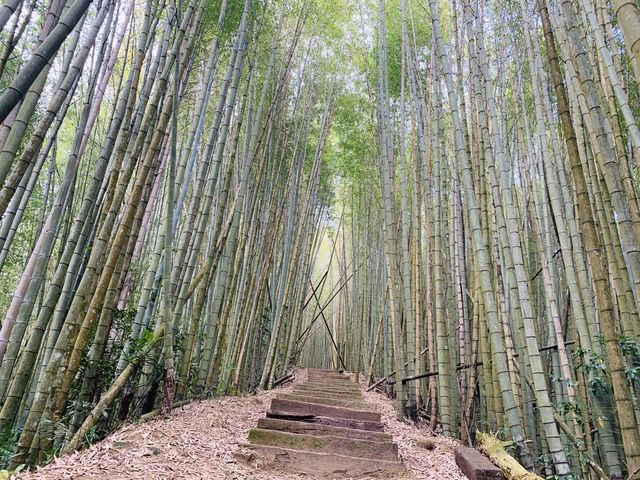 阿里山石棹步道群-茶之道