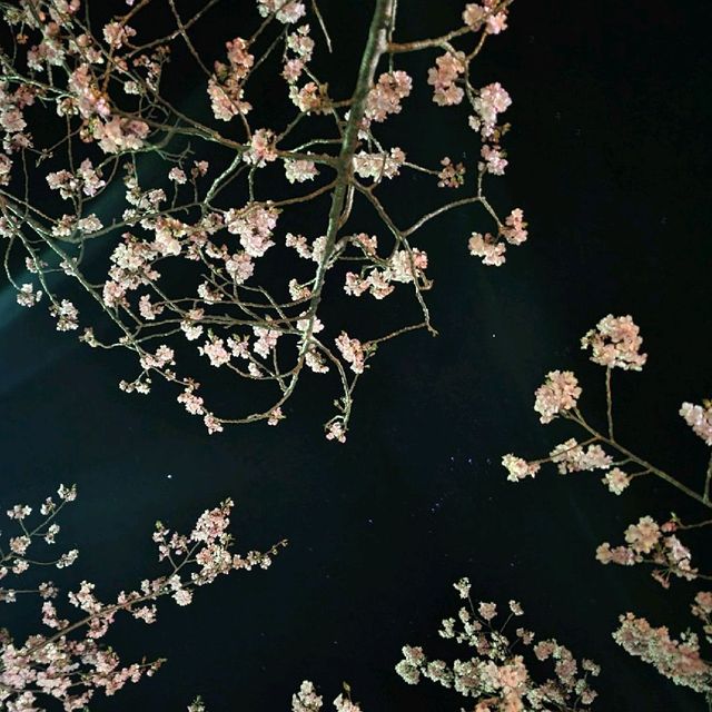 【伊豆】河津桜