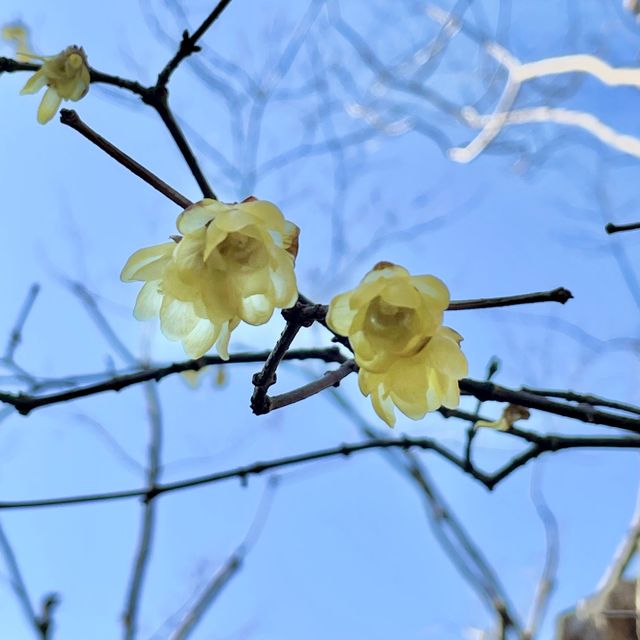 日本庭園の池