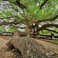 🌳ต้นจามจุรี​ยักษ์ กาญจน​บุ​รี⛰️