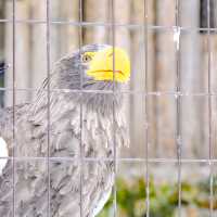 冬の円山動物園・猛禽舎