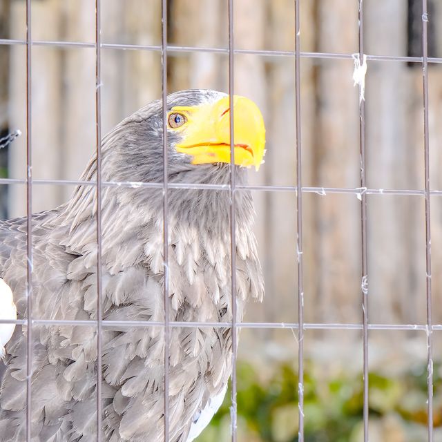 冬の円山動物園・猛禽舎