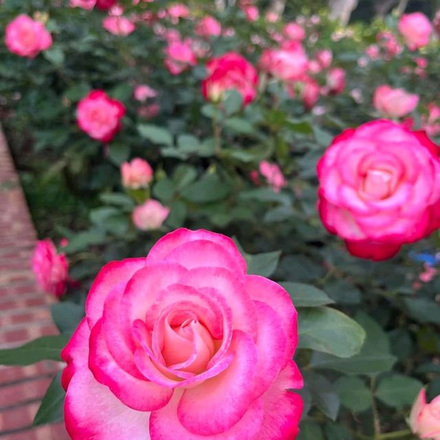 賞花必到的士林官邸玫瑰園🌹🥀