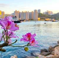 打卡勝地-藍巴勒海峽和青衣島的優美景色
