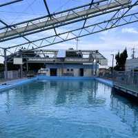 【高知】元小学校🏫むろと廃校水族館