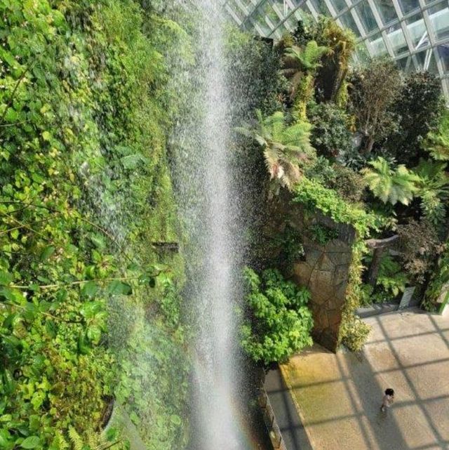 Cloud Forest