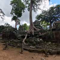 The Trees Roots Temple