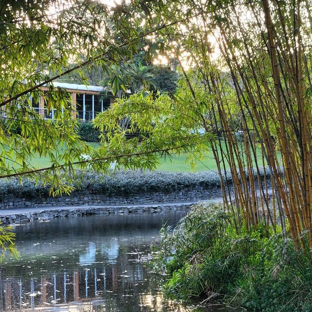 周未行山好去處-mount coot botanic garden 
