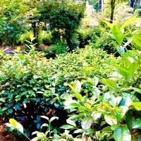 【京都】日本最古の茶園