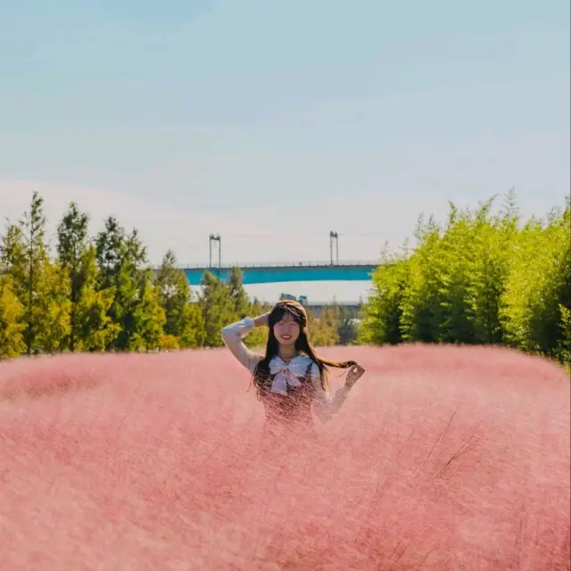❤️가을 핑크빛바다가 펼쳐진 [부산, 대저생태공원 핑크뮬리]