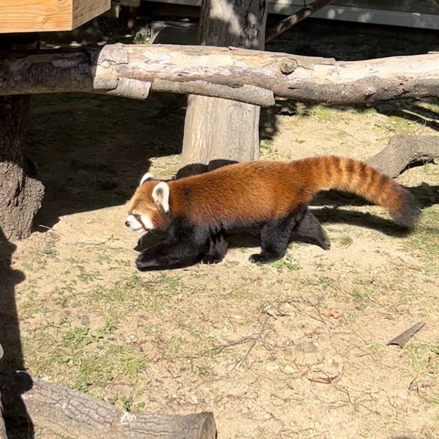 韓国【エバーランド】パンダワールド🐼🌿 韓国【エバーランド】パンダワールド🐼🌿