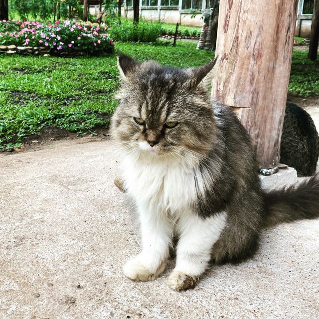 Cat cafe ทริปนี้เอามาฝากทาสแมวคนรักแมว