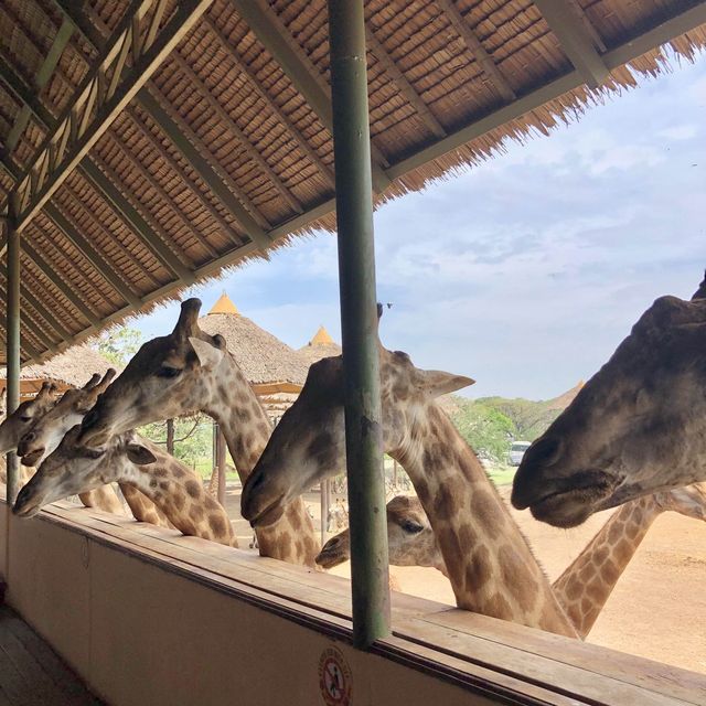 Safari World in Bangkok 🦒🐅🦓
