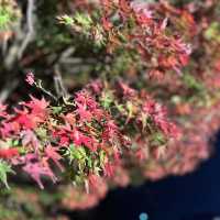 【太宰府】竈門神社の紅葉ライトアップ🍁