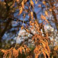大湖公園落羽松紅了//滿滿拍照人潮