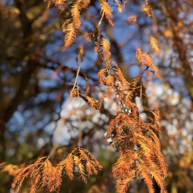 大湖公園落羽松紅了//滿滿拍照人潮
