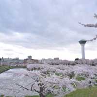 五陵郭公園五星芒櫻花道