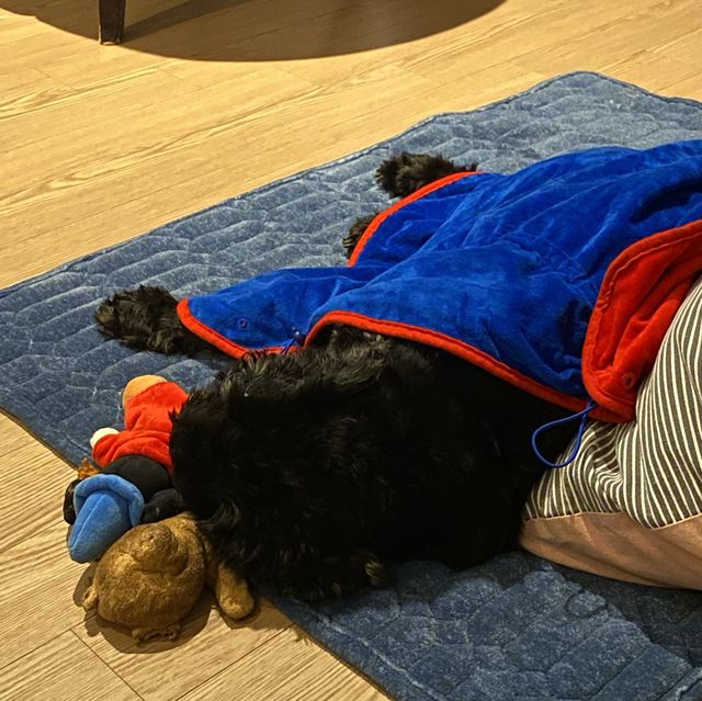 멍멍이와 함께하는 강릉 호텔 ‘세인트존스 호텔’