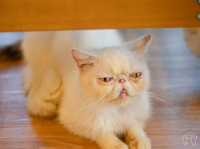 🐱 Cool Cat Cafe' คาเฟ่น้อนเหมียวใกล้มอชอ 🐱
