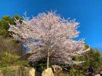 京都　SAKURA  桜めぐり❗️高台寺公園の桜に感動❗️