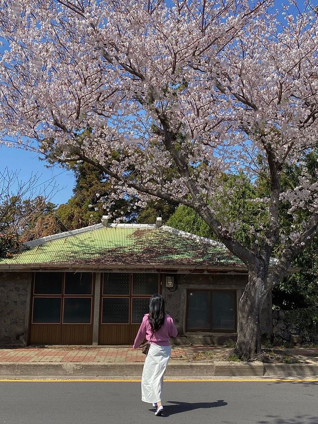 제주도 벚꽃 봄여행 🌸 제주도 벚꽃 봄여행 🌸