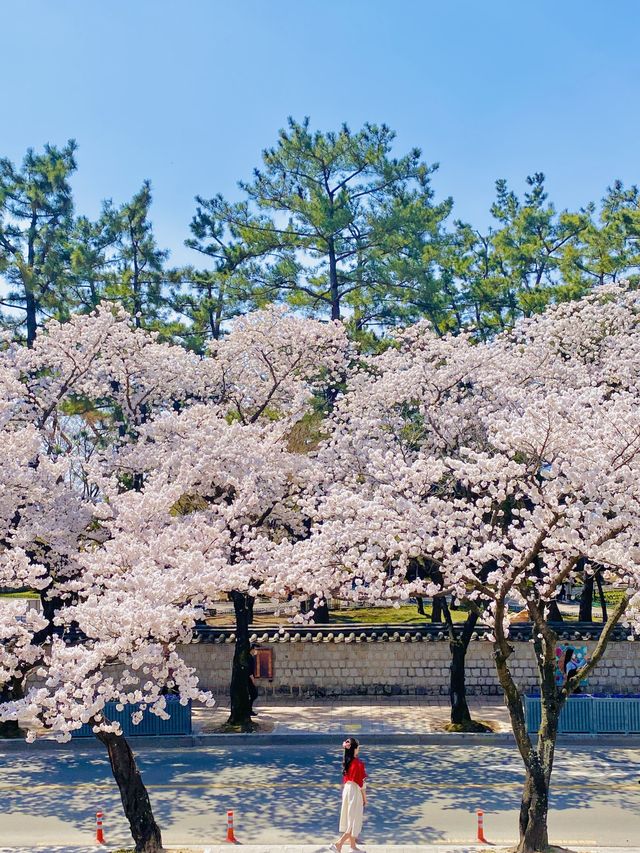 올 봄 핫플이었던 대릉원 돌담길 벚꽃길🌸