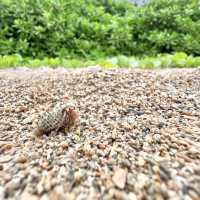 【由布島】間近で取れる蝶々が最高！