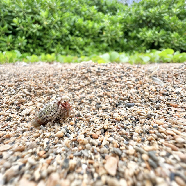 【由布島】間近で取れる蝶々が最高！