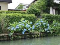 柳川觀光遊船體驗