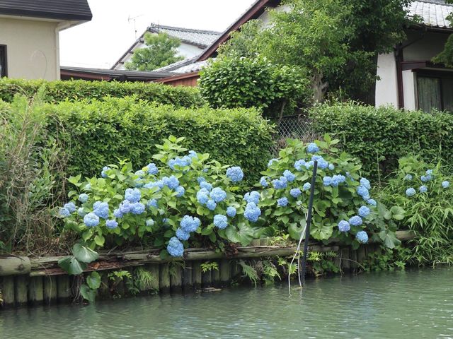柳川觀光遊船體驗