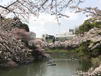 千代田區浪漫櫻花樹下