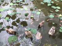 AUDI DREAM FARM (Balik Pulau)