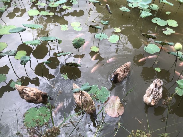 AUDI DREAM FARM (Balik Pulau)