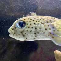 Tips and Tricks to Underwater World Langkawi 
